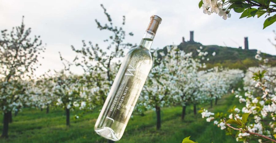 Czech Vineyards and Wine Tasting 4WD Tour with Lunch - Why Třebívlice makes a good wine escape