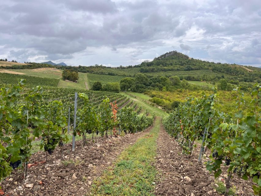Czech Vineyards and Wine Tasting 4WD Tour with Lunch - Is the $387 price fair?