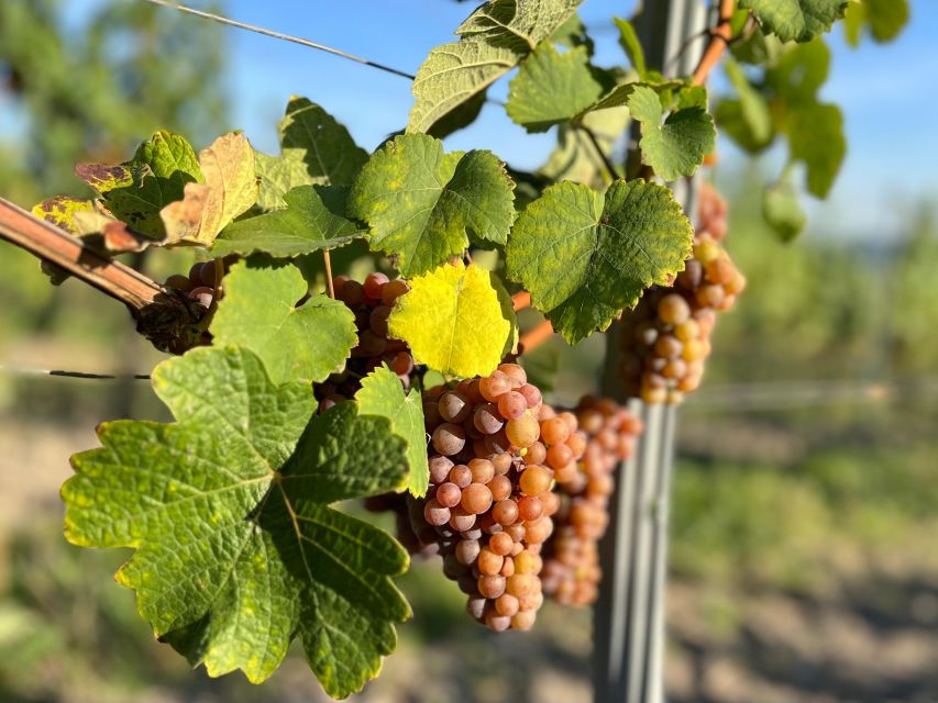 Czech Vineyards and Wine Tasting 4WD Tour with Lunch - The 4WD ride from Prague to the vineyards