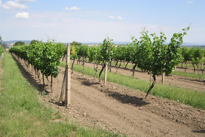 Moravian wine trails - What the wine portion is really worth