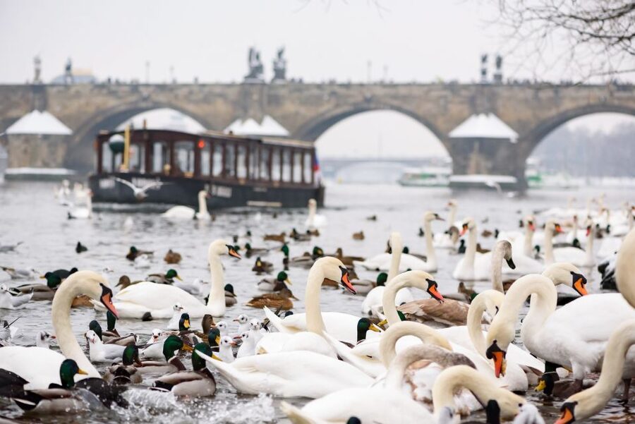 Prague: 1.5-Hour River Boat Cruise and Guided Tour - The 45-minute walk through Prague’s historic center