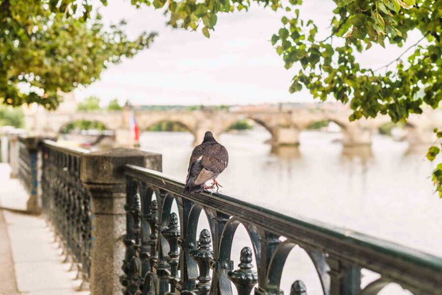 Prague Beer Tour Audio Guide with Ticket to Exhibition - Why the independent format can work well