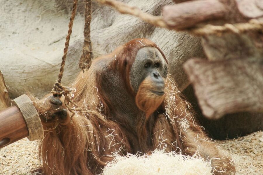 Prague: Boat Ride to the Zoo and Admission Ticket - Timing, Value, and Who Should Book