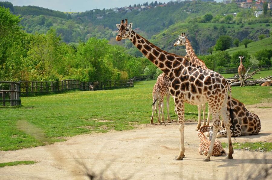 Prague: Boat Ride to the Zoo and Admission Ticket - Starting in Central Prague