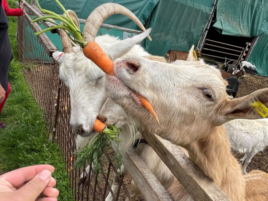Prague: Bohemian Uplands Garnet Panning&Animal Farm 4WD Tour - Key points to know before booking