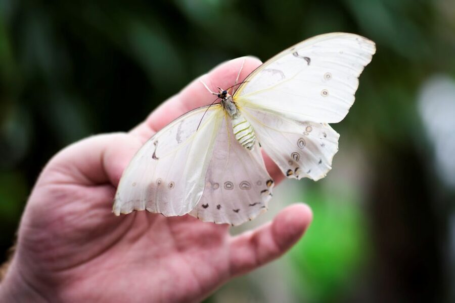 Prague: Papilonia Butterfly House - Price and overall value at $9