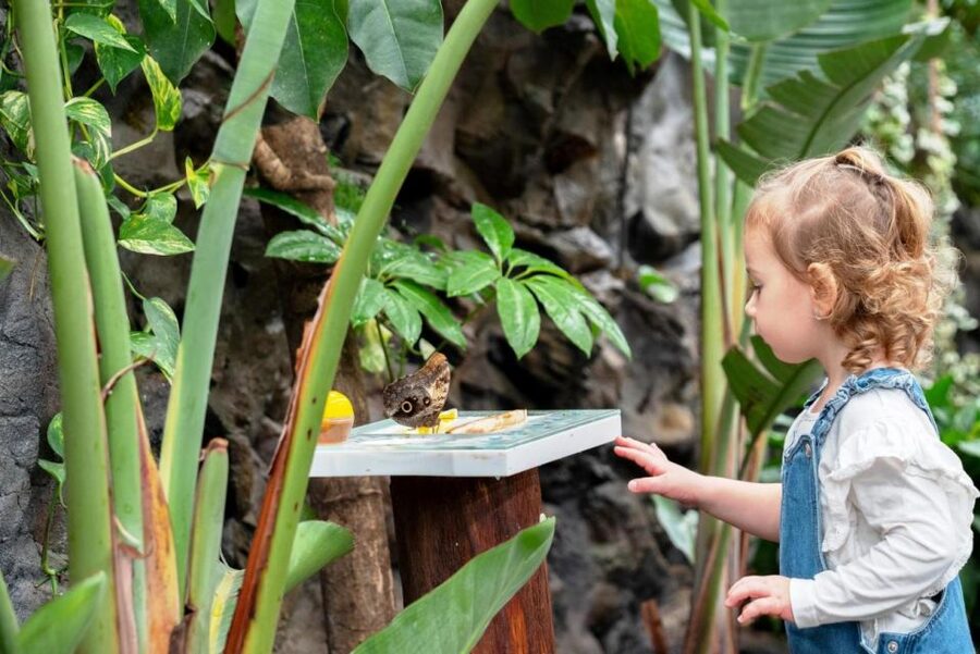 Prague: Papilonia Butterfly House - A simple visit, not a guided tour