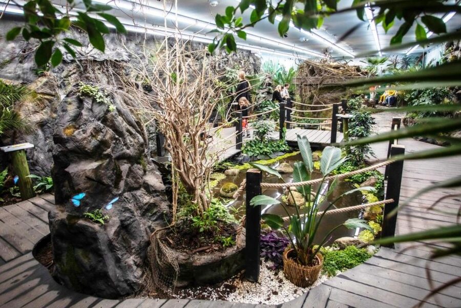 Prague: Papilonia Butterfly House - The best way to take photographs