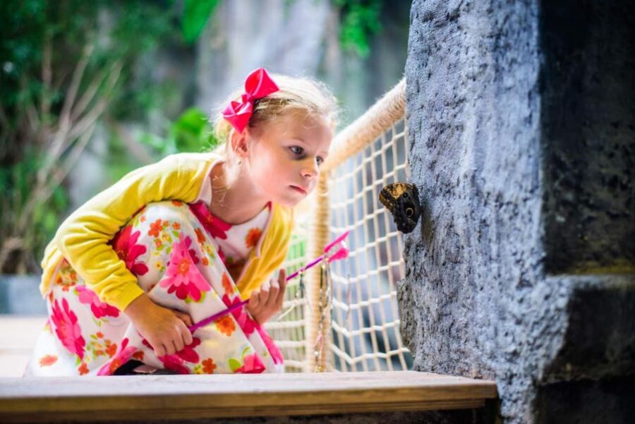 Prague: Papilonia Butterfly House - Why the small size matters