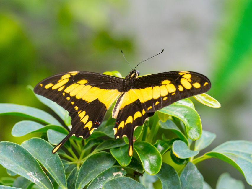 Prague: Papilonia Butterfly House - Is it suitable for children?