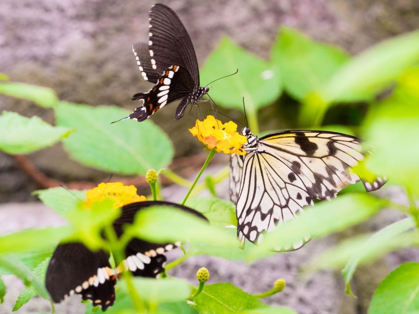 Prague: Papilonia Butterfly House - How long should you plan?