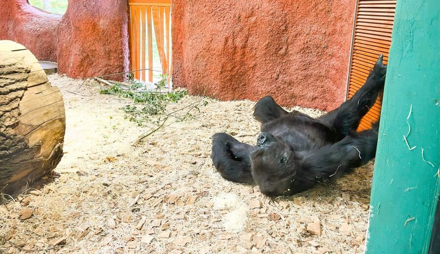 Prague: Prague Zoo Audio Guide with E-Ticket - Exploring the pavilions and animal areas
