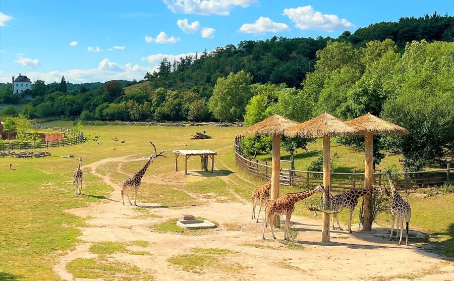 Prague: Prague Zoo Audio Guide with E-Ticket - Is $22 good value?