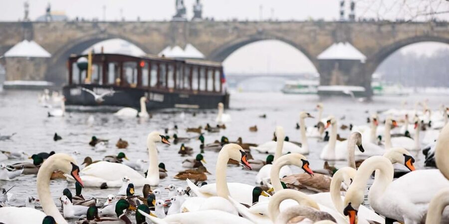 Prague: River Cruise, Charles Bridge Museum, & Walking Tour - Key points to know before booking