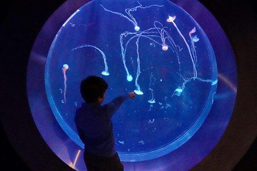 Prague: The World Of Jellyfish Entry Ticket w/ Drink - Arriving at Arkady Pankrac’s rooftop aquarium