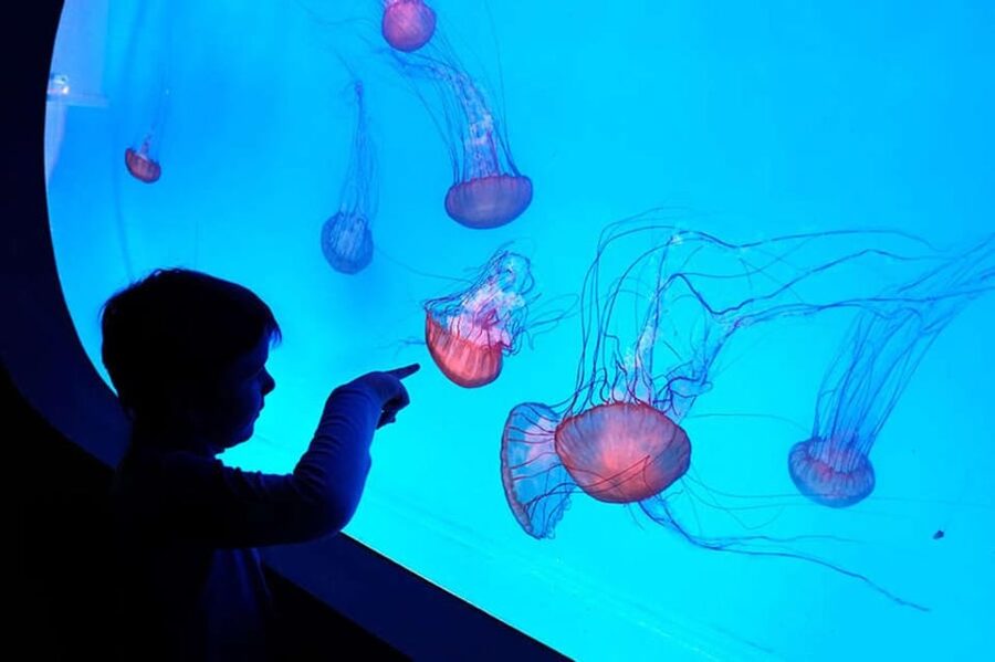 Prague: The World Of Jellyfish Entry Ticket w/ Drink - The 38 aquariums and 30-plus jellyfish species