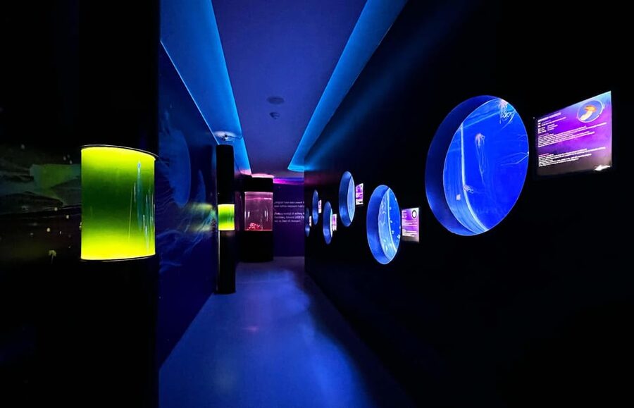 Prague: The World Of Jellyfish Entry Ticket w/ Drink - Booking, cancellation, and access details