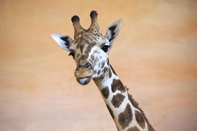 Prague Zoo Admission Ticket including Round Trip Transfer - Key points to know before you book