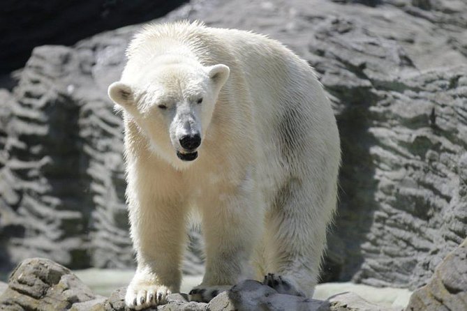 Prague Zoo Admission Ticket including Round Trip Transfer - The 9:00 a.m. pickup and private ride
