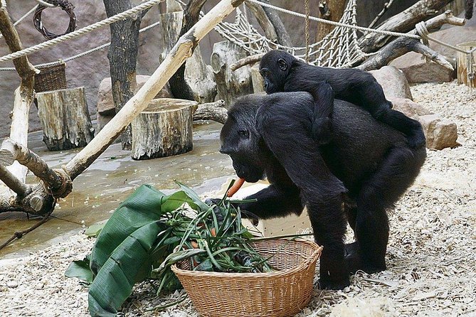 Prague Zoo Admission Ticket including Round Trip Transfer - Indonesian Jungle, Monkey Islands, and lemur viewing