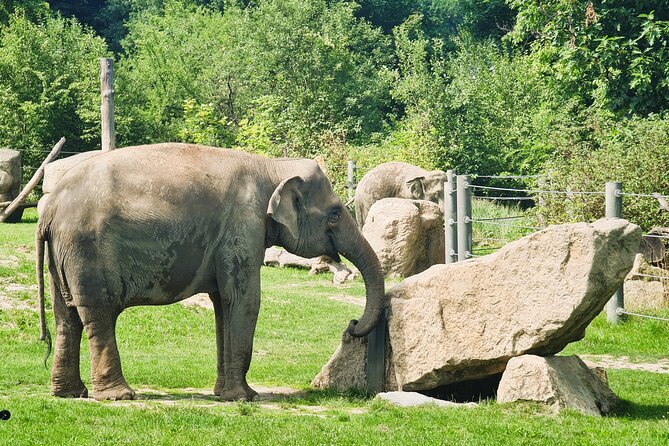Prague Zoo Admission Ticket with Transfer and Audio Guide - Key points to know before booking