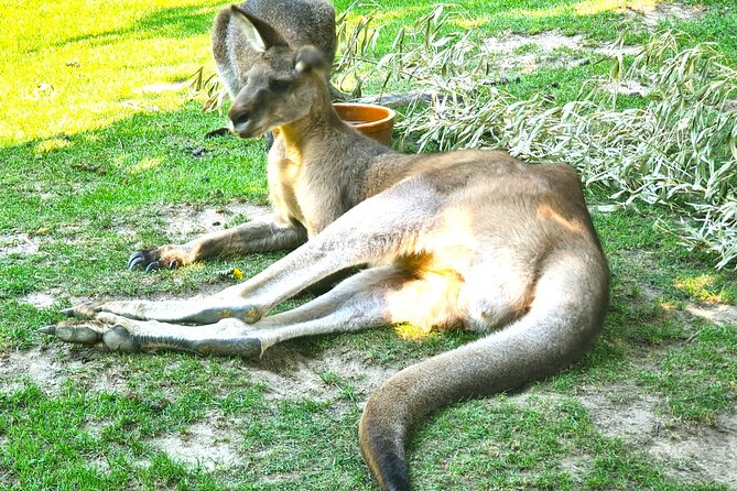 Prague Zoo Admission Ticket with Transfer and Audio Guide - Why this Prague Zoo trip is useful