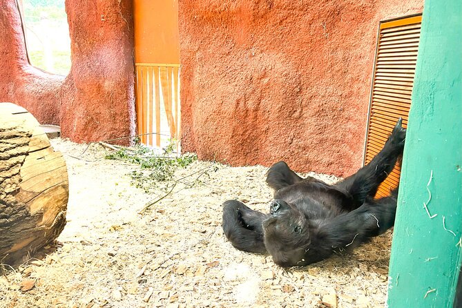 Prague Zoo Admission Ticket with Transfer and Audio Guide - Exploring Prague Zoo with a mobile audio guide