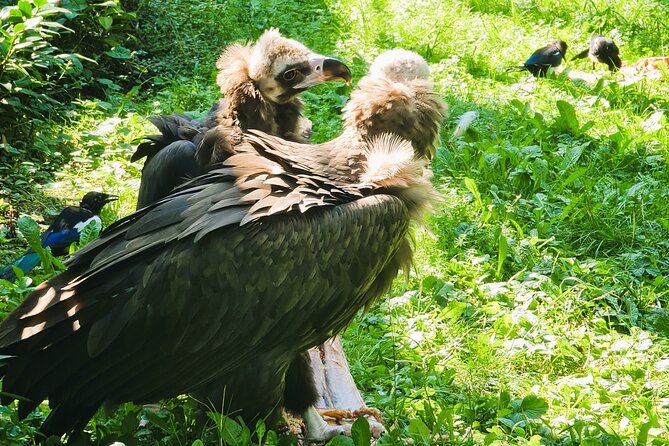 Prague Zoo Admission Ticket with Transfer and Audio Guide - Is $38.59 a fair price?