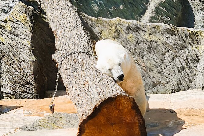 Prague Zoo Admission Ticket with Transfer and Audio Guide - Meeting at Rudolfinum at 10:30 a.m.
