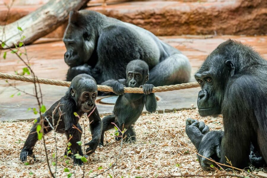Prague Zoo: Skip-the-Line Entry Ticket - Key Points Worth Knowing