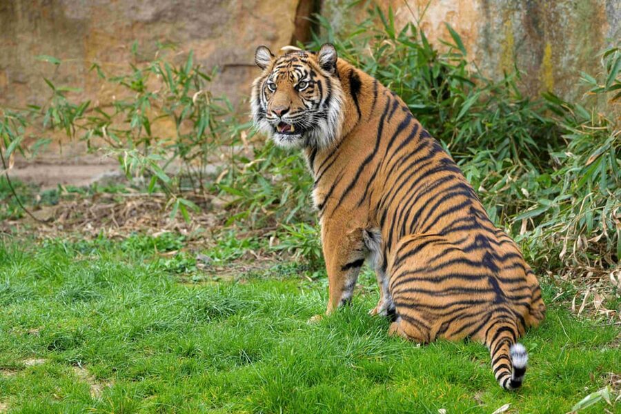 Prague Zoo: Skip-the-Line Entry Ticket - Elephants, Giraffes, and the Best Morning Start