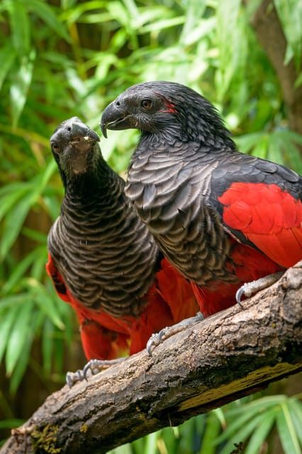 Prague Zoo: Skip-the-Line Entry Ticket - Polar Bears, Gorillas, and Hard-to-Spot Animals