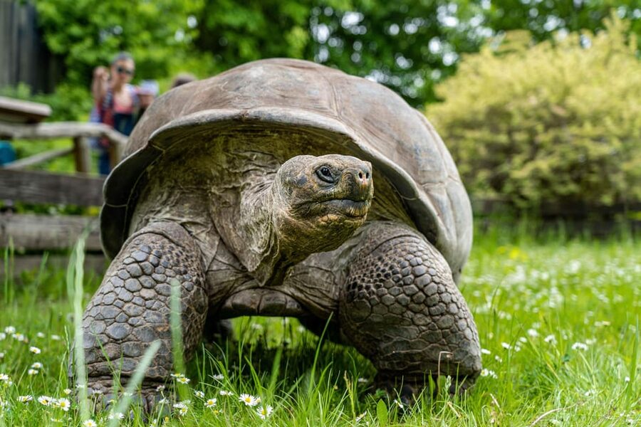 Prague Zoo: Skip-the-Line Entry Ticket - Hillside Views, Chair Lifts, and Extra Fun