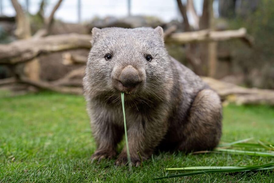 Prague Zoo: Skip-the-Line Entry Ticket - Food, Toilets, and Places to Rest