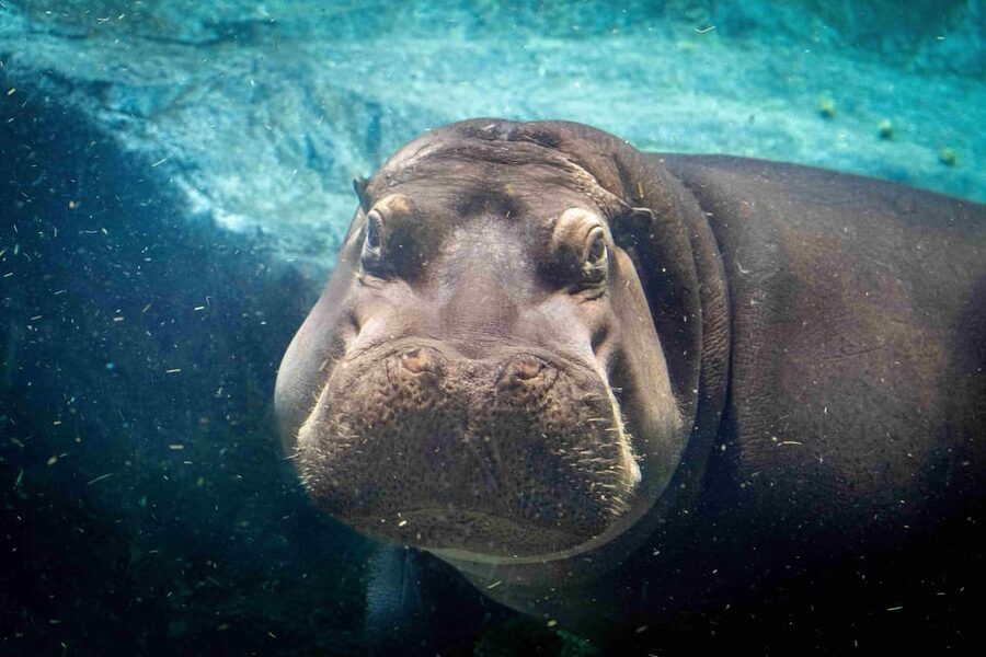 Prague Zoo: Skip-the-Line Entry Ticket - A Zoo That Needs Most of Your Day