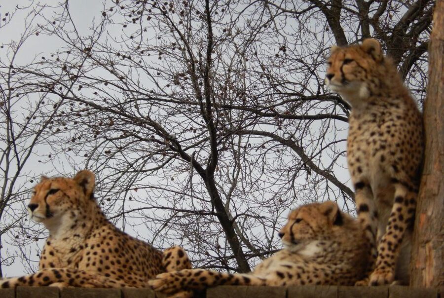 Prague Zoo Skip-the-line Tickets and Private Transfers - Why this Prague Zoo trip works well