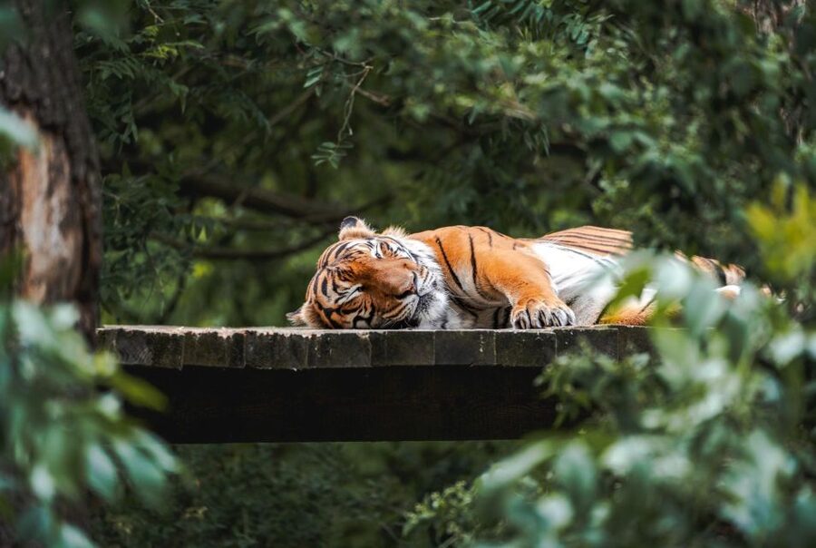 Prague Zoo Skip-the-line Tickets and Private Transfers - Exploring African, Asian, and Arctic habitats