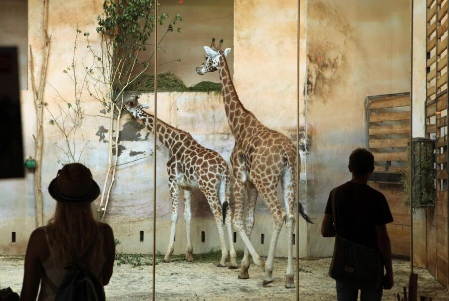 Prague Zoo Skip-the-line Tickets and Private Transfers - Is $132 per person good value?