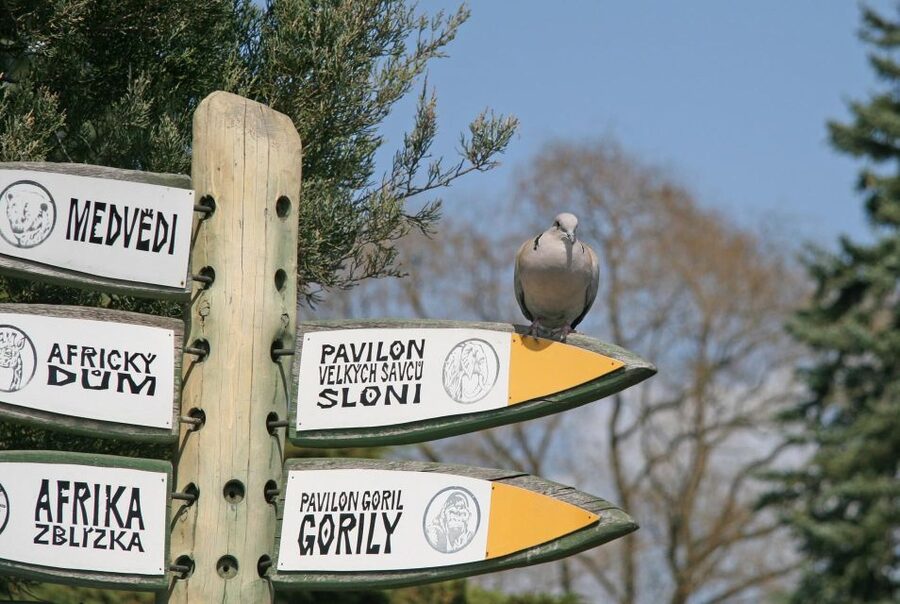 Prague Zoo Skip-the-line Tickets and Private Transfers - Practical ways to make the day better