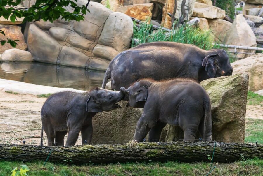 Prague Zoo Skip-the-line Tickets and Private Transfers - Pickup from your accommodation in Prague