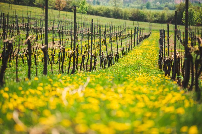 Private PICNIC in Bohemian Vineyards and Wine Tasting 4WD Tour - Who will enjoy this private wine outing