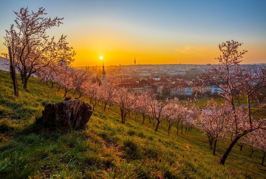 Skip-the-line Petrin Tower Prague Private Tour with Tickets - Starting at Strahov Monastery